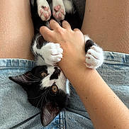 Charly a rejoint le concours — aidez-le/la à gagner de superbes lots ! cat, kitten, black_and_white, paws, toe_beans, pink_paw_pads, upside_down, playful, pet, animal, human_hand, lap, jeans, denim, closeup, portrait, indoors, cuddling, whiskers, adorable