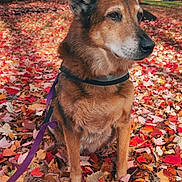 Chester is registered to the contest to win money with this photo: dog, autumn, leaves, outdoor, fall, leash, brown_dog, sitting, nature, tree, seasonal, canine, pet, fur, park, colorful, calm, leaf_litter, daytime, residential_area