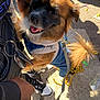 animal, beads, canine, casual, concrete, denim_overalls, dog, footwear, fur, hand, happy, leash, outdoor, person, pet, shadow, smiling, sneakers, sunlight, tail