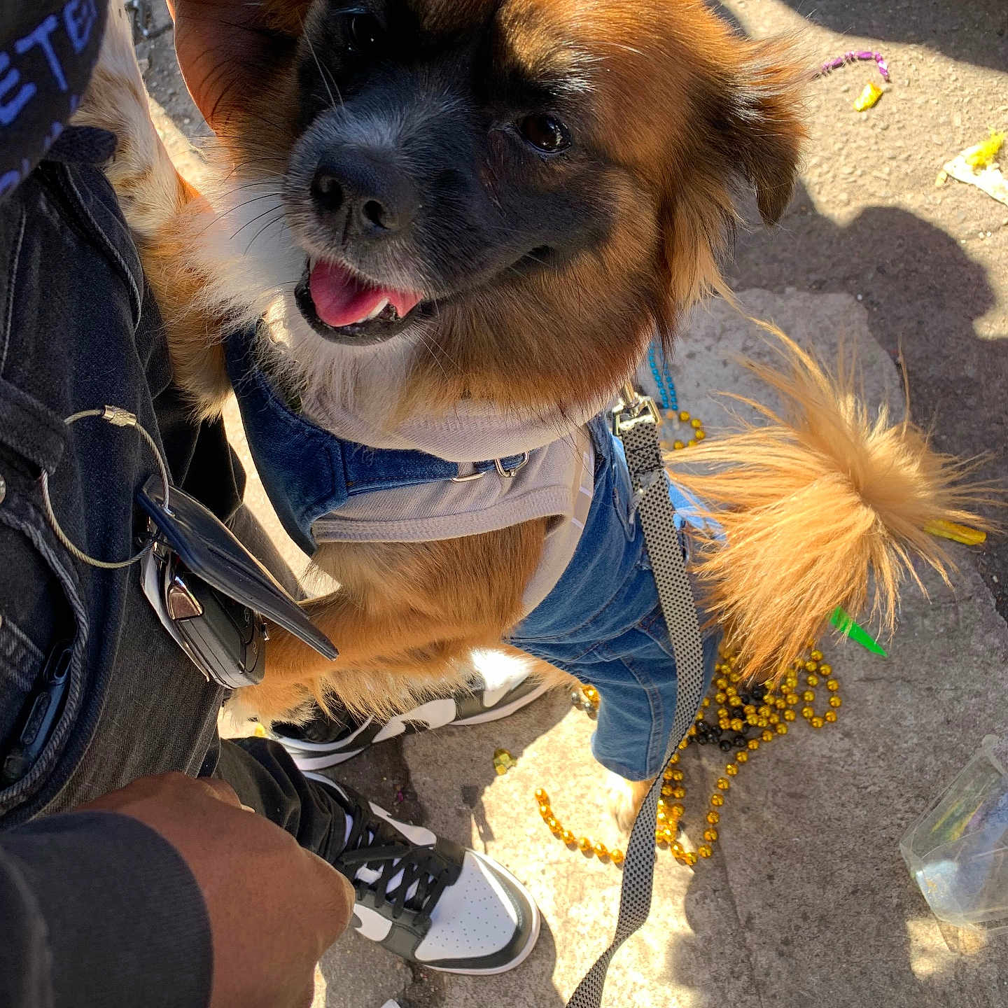 Bentley is registered to the contest to win money with this photo: animal, beads, canine, casual, concrete, denim_overalls, dog, footwear, fur, hand, happy, leash, outdoor, person, pet, shadow, smiling, sneakers, sunlight, tail