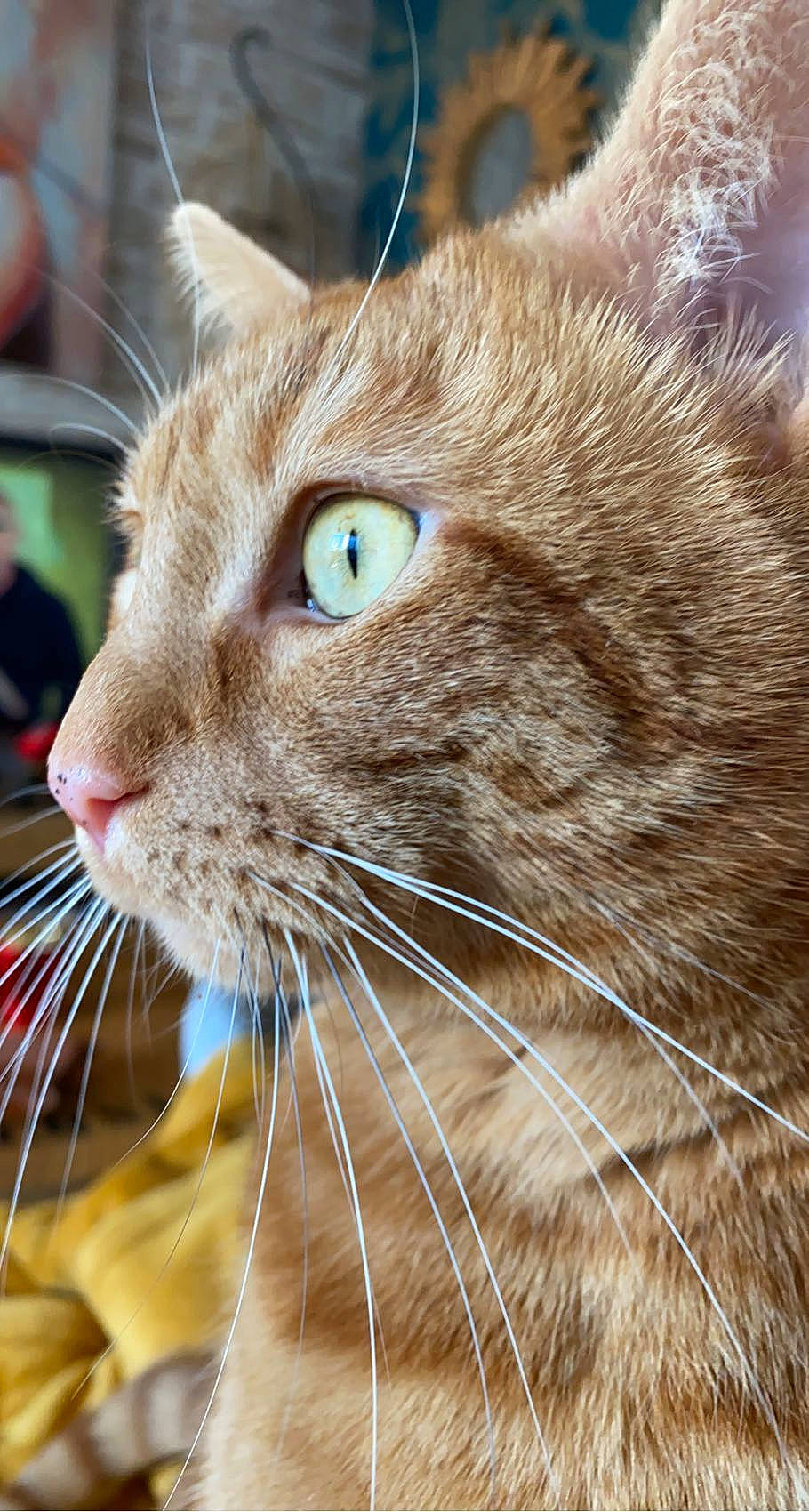 Garfield participe au concours pour gagner de l'argent avec cette photo : carnivore, cat, close_up, domestic_short_haired_cat, electric_blue, eye, fawn, felidae, fur, grass, small_to_medium_sized_cats, snout, terrestrial_animal, whiskers, wildlife