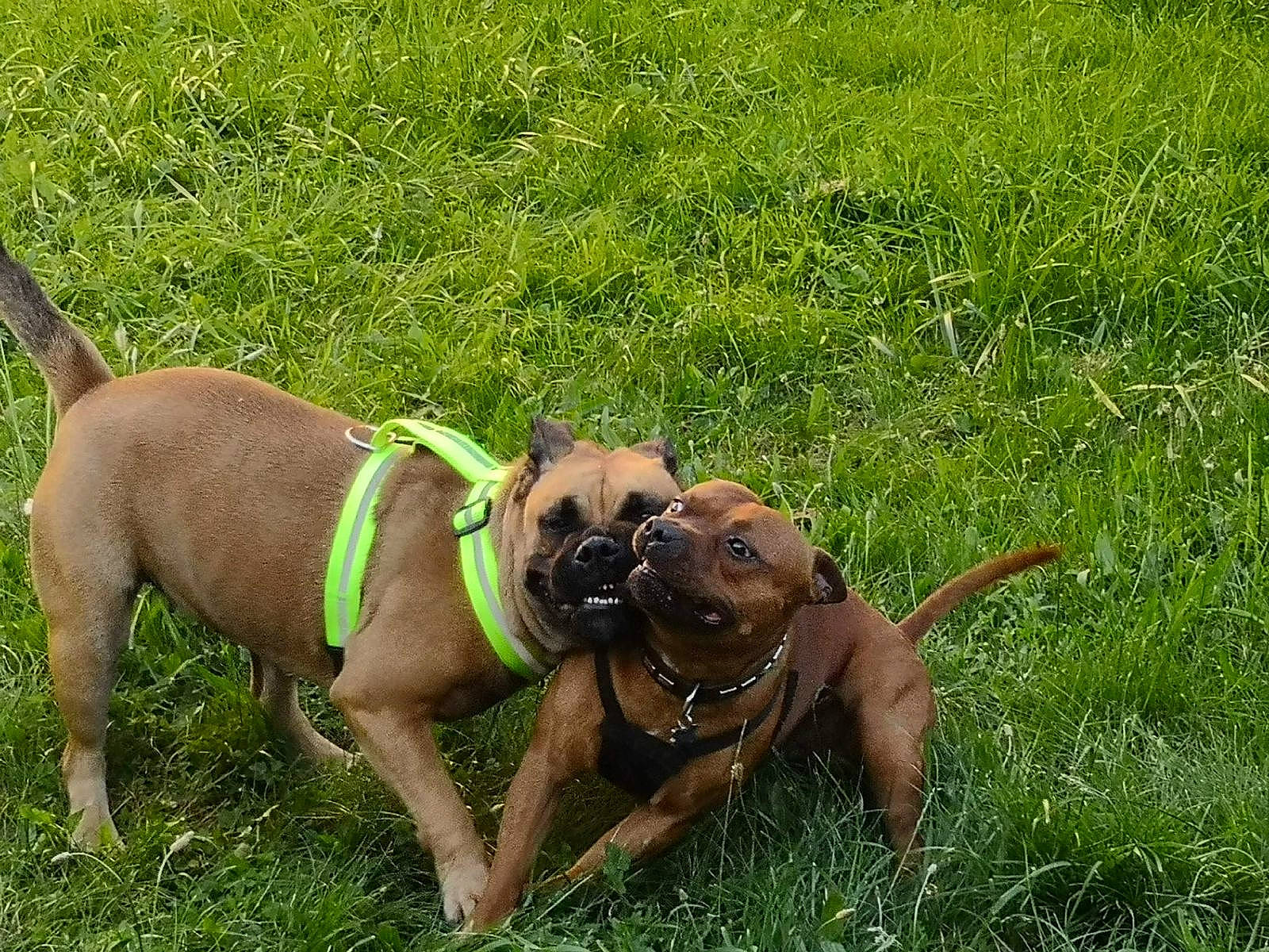 Naya participe au concours pour gagner de l'argent avec cette photo : canidae, carnivore, collar, companion_dog, dog, dog_breed, dog_collar, dog_supply, fashion_accessory, fawn, grass, leash, liver, pet_supply, plant, snout, sporting_group, tail, webbing, working_animal