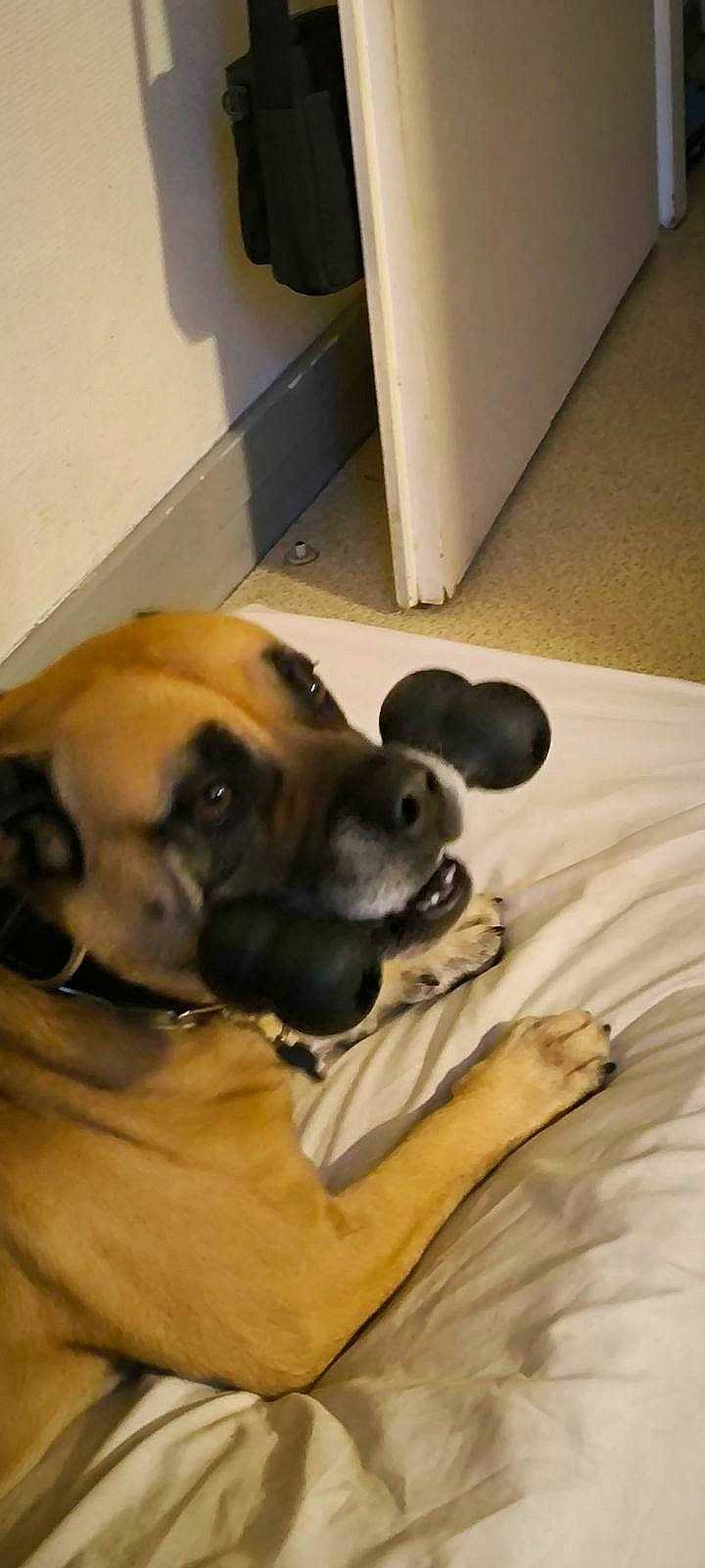 Naya participe au concours pour gagner de l'argent avec cette photo : canidae, carnivore, comfort, companion_dog, dog, dog_breed, fawn, floor, flooring, fur, guard_dog, hardwood, paw, pet_supply, snout, sporting_group, whiskers, wood, working_animal, working_dog