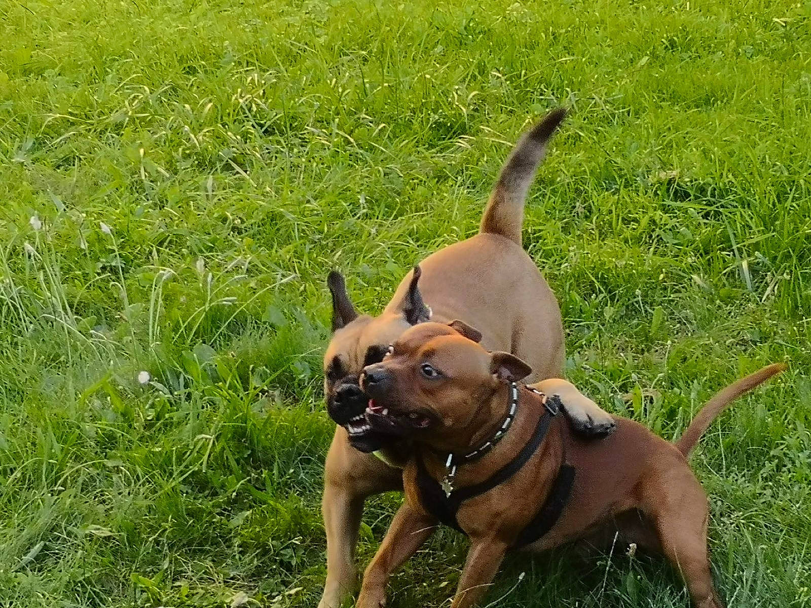 Naya participe au concours pour gagner de l'argent avec cette photo : carnivore, collar, companion_dog, dog, dog_breed, dog_collar, dog_supply, fashion_accessory, fawn, grass, grassland, guard_dog, leash, liver, pet_supply, plant, terrestrial_animal, toy_dog, working_animal, working_dog