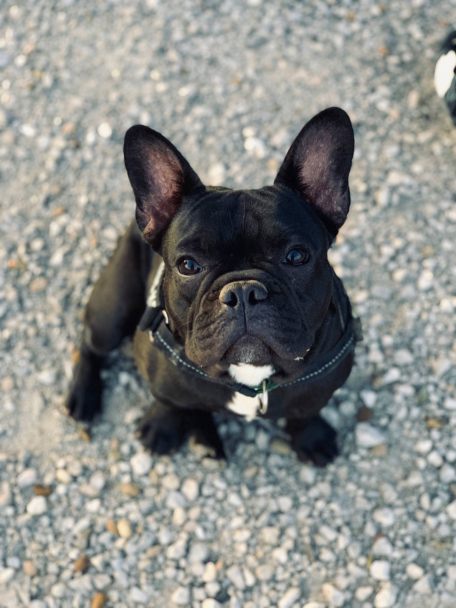 élio participe au concours pour gagner de l'argent avec cette photo : adventure, bulldog, canidae, carnivore, companion_dog, dog, dog_breed, fawn, french_bulldog, mammal, molosser, non_sporting_group, olde_english_bulldogge, puppy, rare_breed_dog, snout, sporting_group, toy_bulldog, vertebrate
