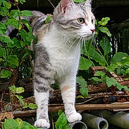Umy a rejoint le concours — aidez-le/la à gagner de superbes lots ! cat, animal, pet, feline, outdoor, greenery, plants, rust, metal, nature, curious, whiskers, fur, paws, standing, side_view, leaves, garden, wildlife, closeup