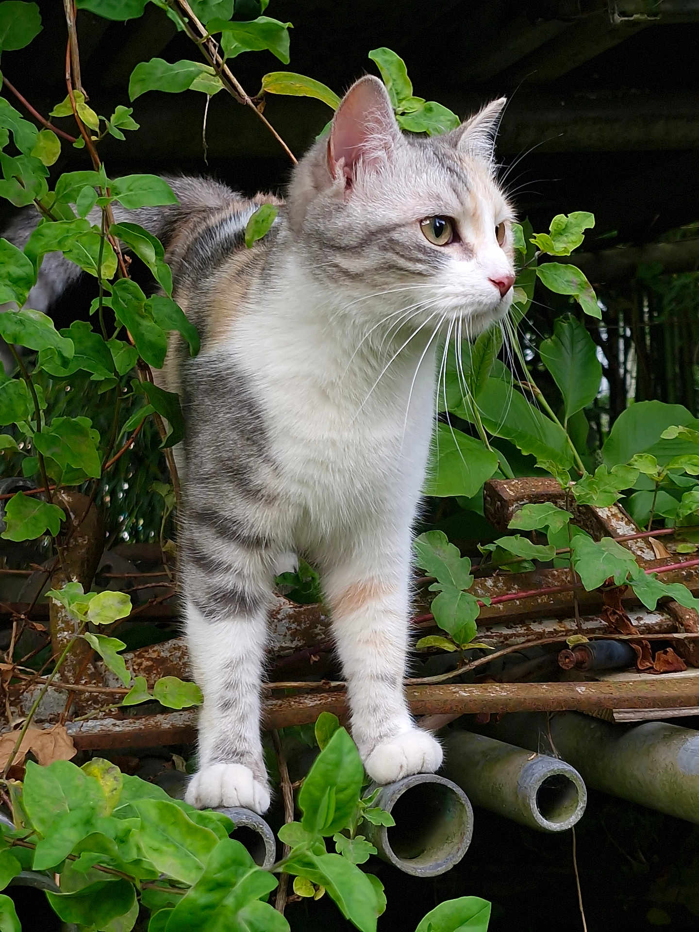 Umy a rejoint le concours — aidez-le/la à gagner de superbes lots ! cat, animal, pet, feline, outdoor, greenery, plants, rust, metal, nature, curious, whiskers, fur, paws, standing, side_view, leaves, garden, wildlife, closeup