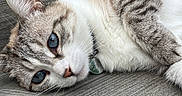 Cannelle participe au concours pour gagner de l'argent avec cette photo : animal, blue_eyes, calm, cat, close_up, collar, cute, domestic, feline, fur, lying_down, natural_light, outdoor, pet, relaxed, resting, soft, striped, whiskers, wooden_surface