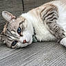 animal, blue_eyes, calm, cat, close_up, collar, cute, domestic, feline, fur, lying_down, natural_light, outdoor, pet, relaxed, resting, soft, striped, whiskers, wooden_surface
