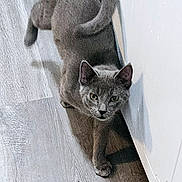 Shadow is registered to the contest to win money with this photo: cat, gray_cat, pet, animal, indoor, floor, wooden_floor, cabinet, white_cabinet, curious, walking, tail, shadow, feline, domestic_cat, closeup, side_view, household, kitten, flooring