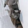 cat, gray_cat, pet, animal, indoor, floor, wooden_floor, cabinet, white_cabinet, curious, walking, tail, shadow, feline, domestic_cat, closeup, side_view, household, kitten, flooring