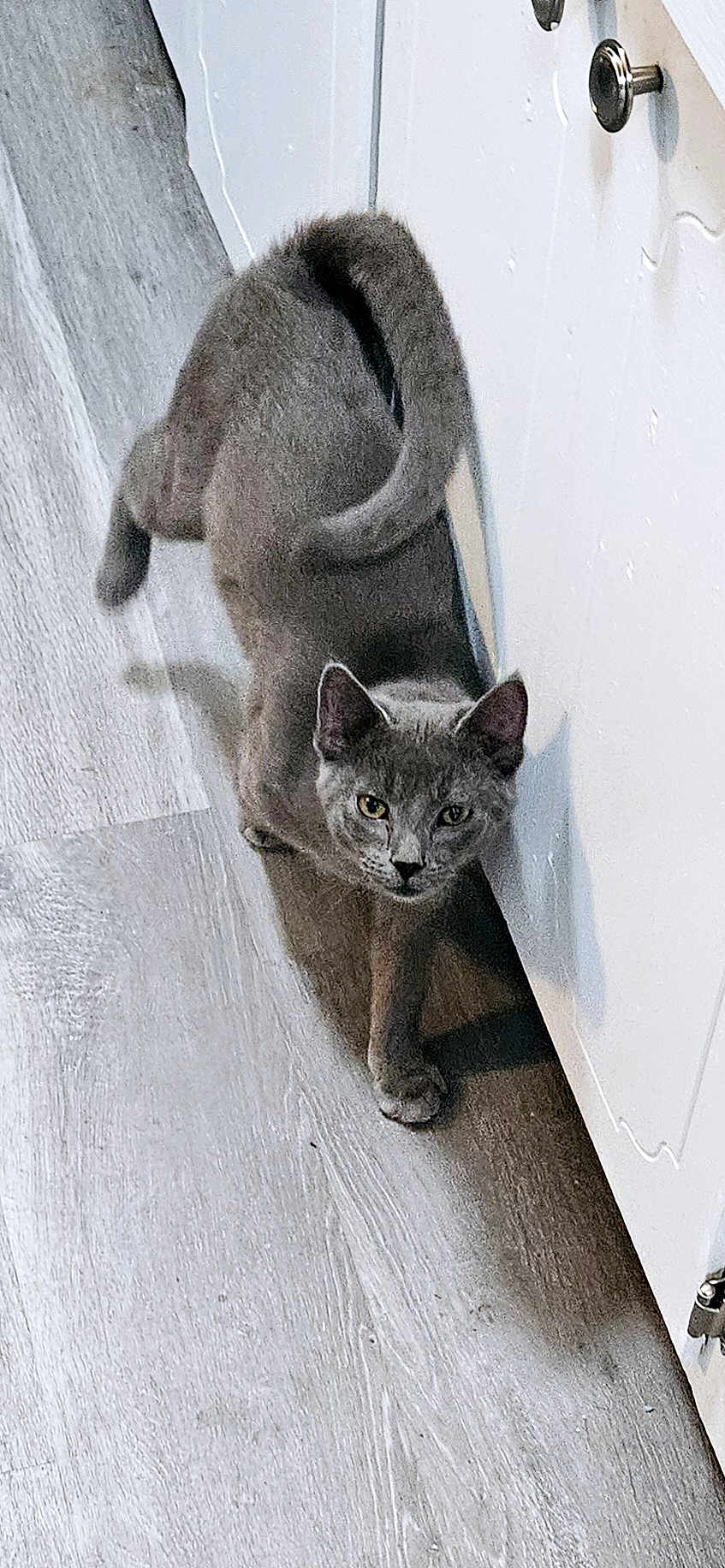 Shadow is registered to the contest to win money with this photo: cat, gray_cat, pet, animal, indoor, floor, wooden_floor, cabinet, white_cabinet, curious, walking, tail, shadow, feline, domestic_cat, closeup, side_view, household, kitten, flooring