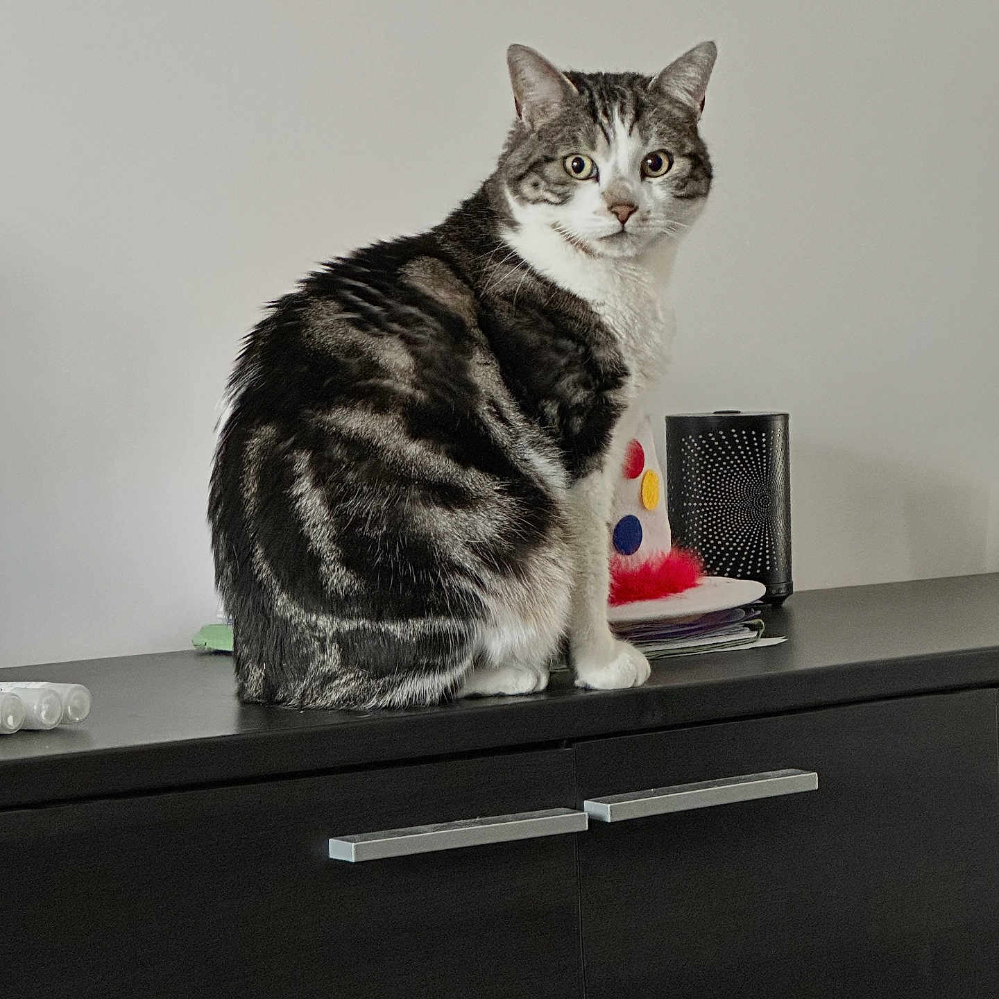 Rocky a rejoint le concours — aidez-le/la à gagner de superbes lots ! animal, cabinet, cat, curious, domestic, ears, eyes, feline, fur, furniture, gray, household, indoor, looking, mammal, pet, portrait, sitting, tabby, whiskers