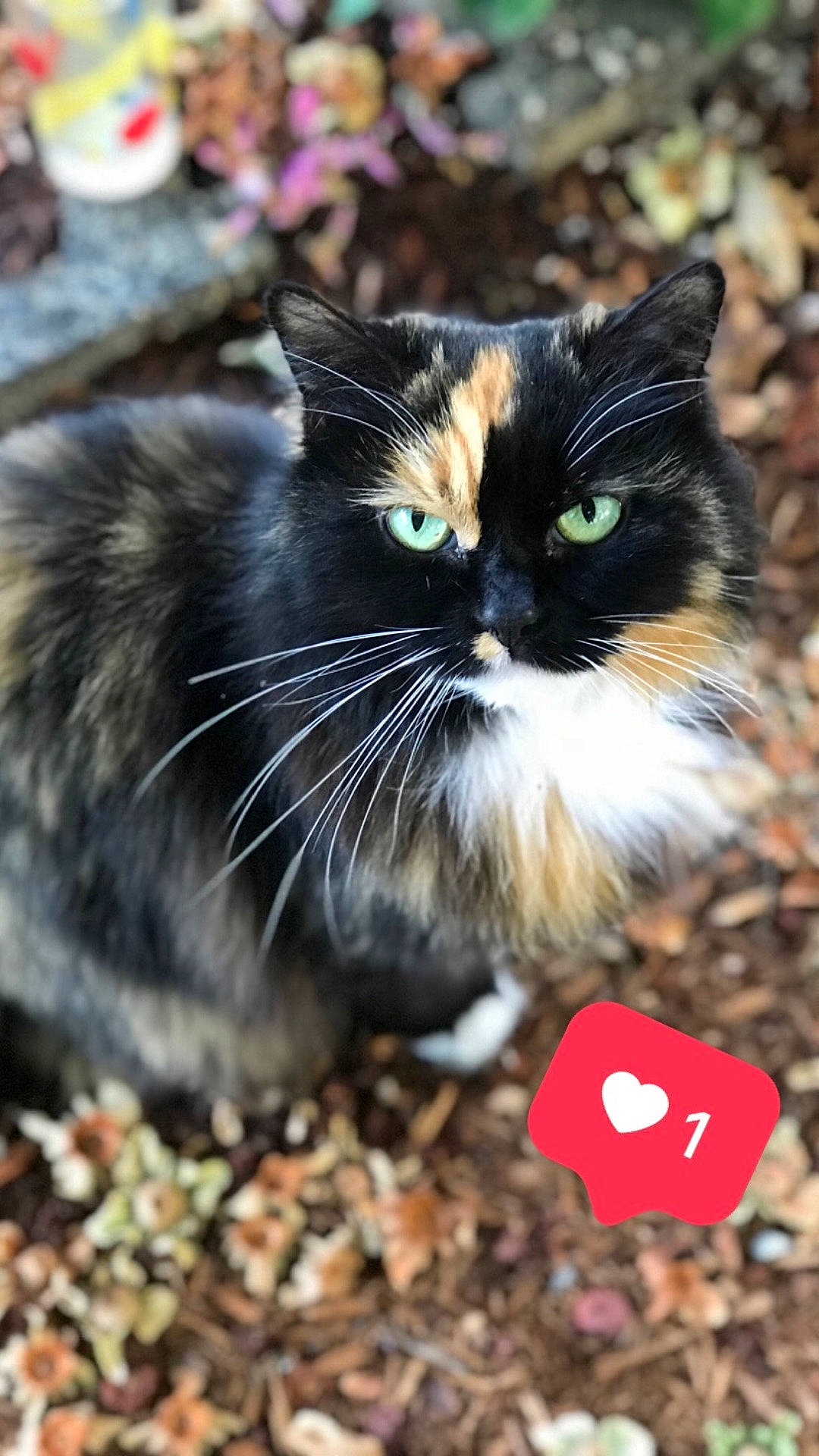 Cloe joined the competition — help win amazing prizes! cat, cat_like_mammal, domestic_short_haired_cat, fauna, fur, small_to_medium_sized_cats, snout, whiskers