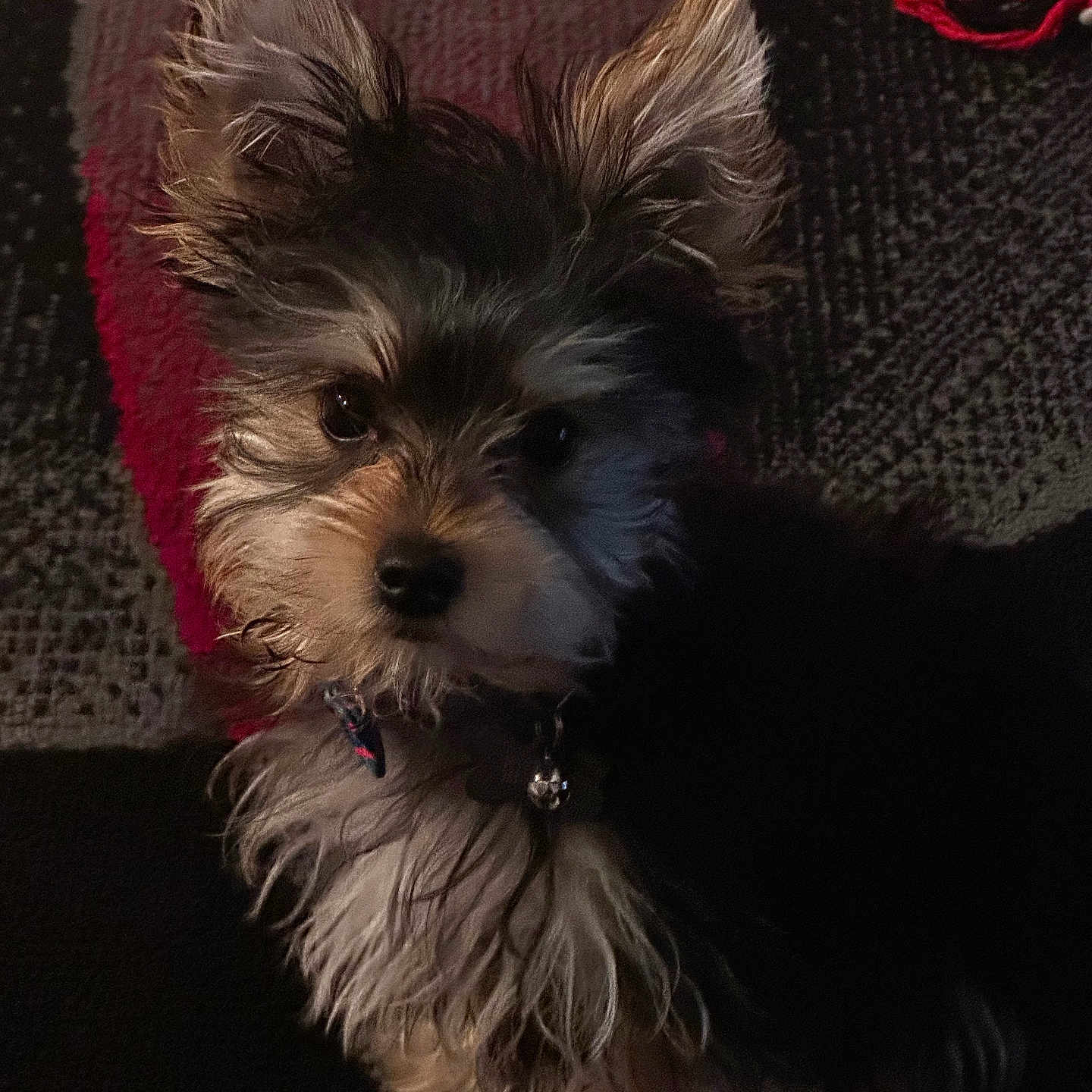 Kobe joined the competition — help win amazing prizes! animal, carpet, collar, companion, curious, cute, dog, domestic_animal, ears, face, fluffy, fur, home, indoor, looking, pet, portrait, sitting, small_dog, young_dog