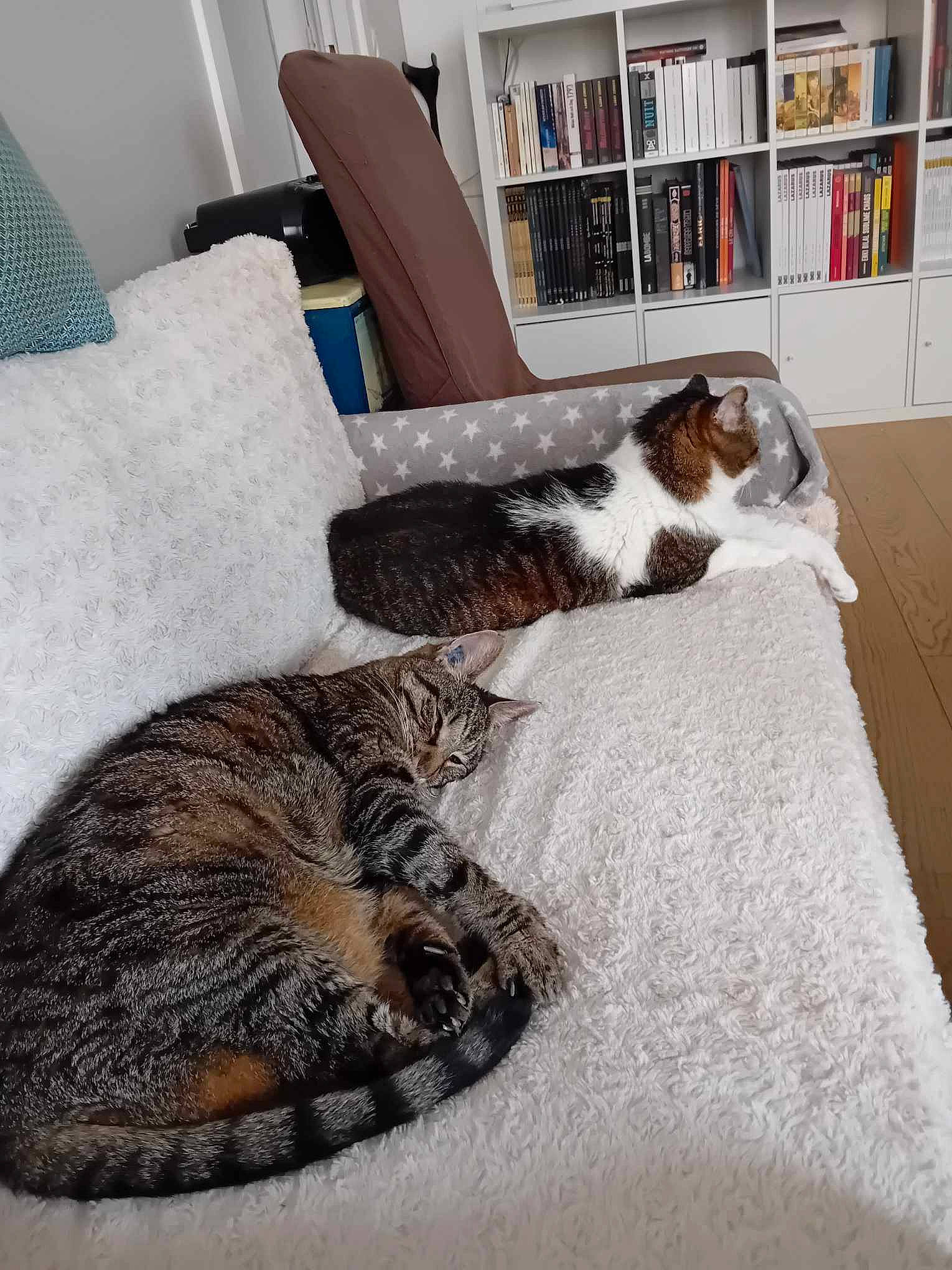 Tigrou participe au concours pour gagner de l'argent avec cette photo : bookcase, carnivore, cat, comfort, companion_dog, dog_breed, felidae, floor, flooring, fur, furniture, grey, hardwood, picture_frame, shelf, small_to_medium_sized_cats, tail, textile, whiskers, wood