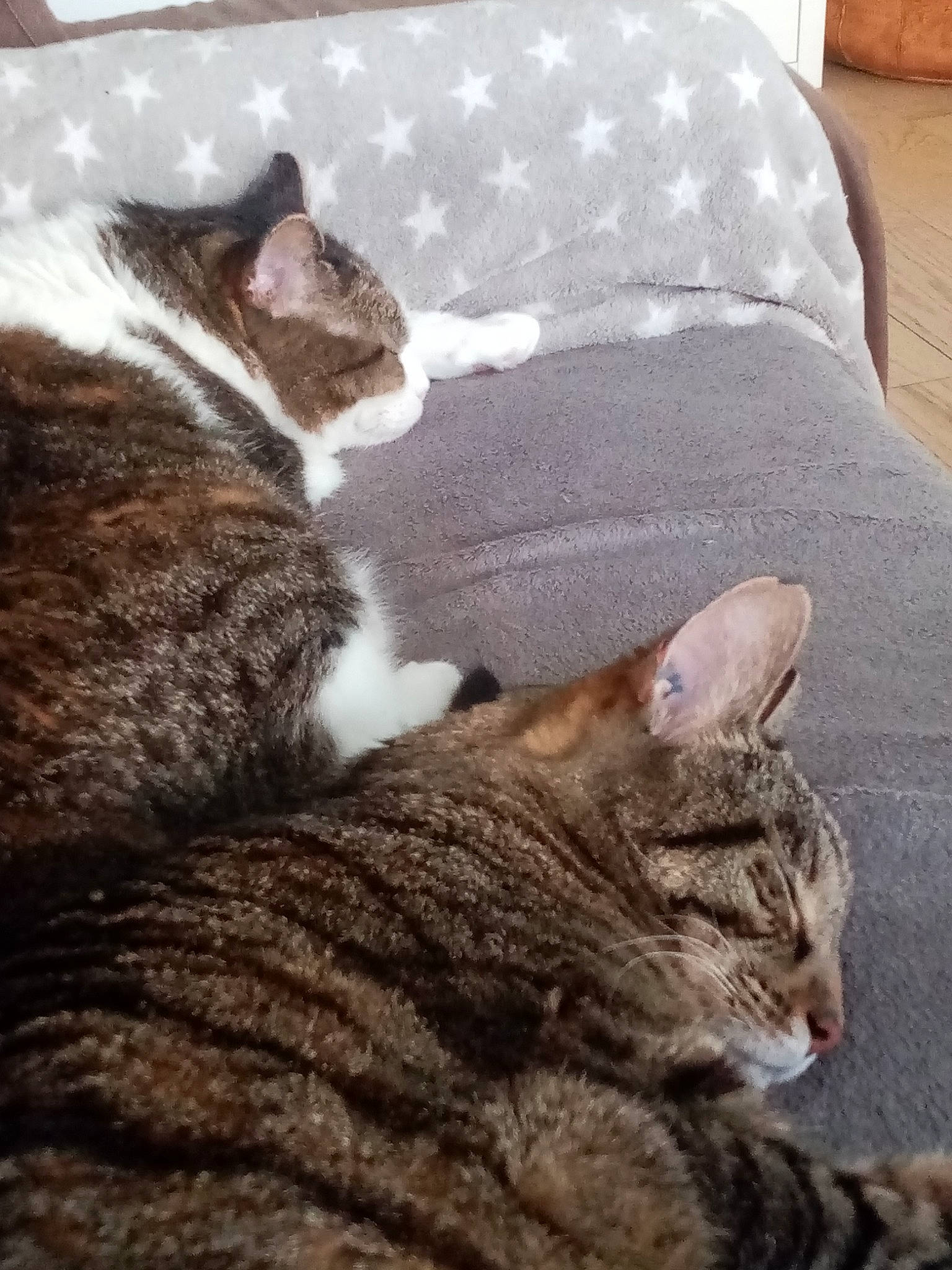 Tigrou a rejoint le concours — aidez-le/la à gagner de superbes lots ! bedding, carnivore, cat, cat_supply, claw, comfort, domestic_short_haired_cat, felidae, fur, grey, linens, nap, paw, sleep, small_to_medium_sized_cats, snout, tail, tree, whiskers, wood