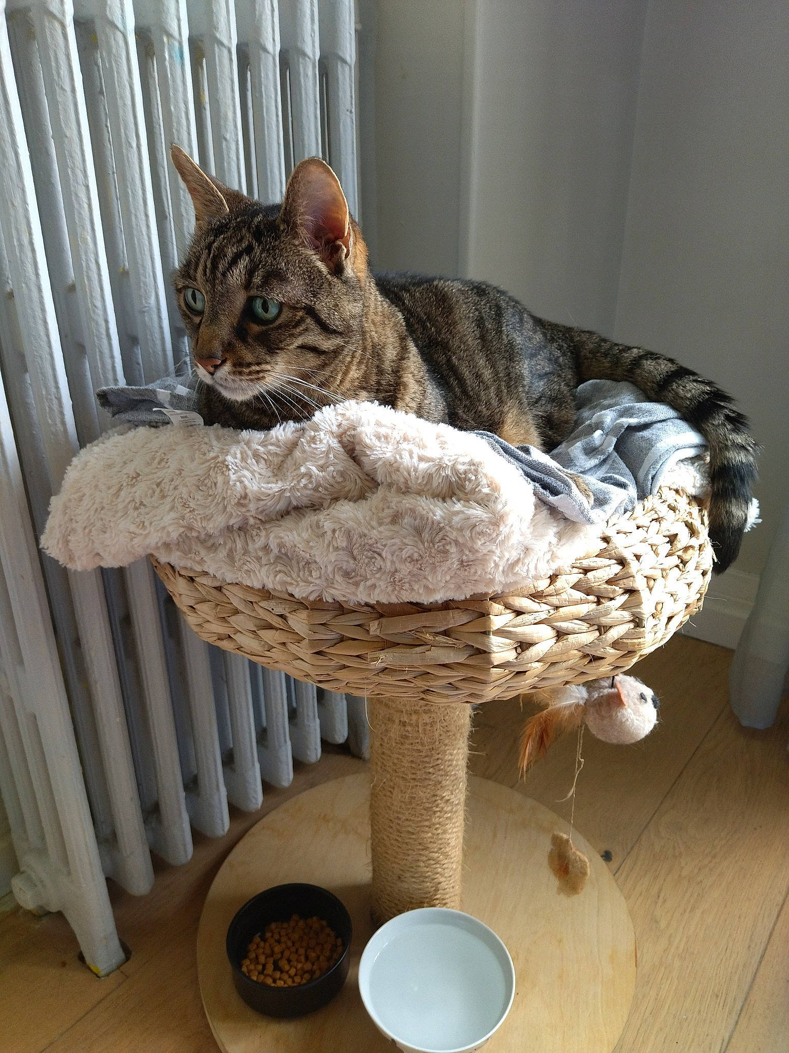 Tigrou participe au concours pour gagner de l'argent avec cette photo : carnivore, cat, cat_bed, cat_supply, comfort, domestic_short_haired_cat, fashion_accessory, fawn, felidae, flooring, fur, pet_supply, sitting, small_to_medium_sized_cats, sombrero, tail, terrestrial_animal, whiskers, window, wood