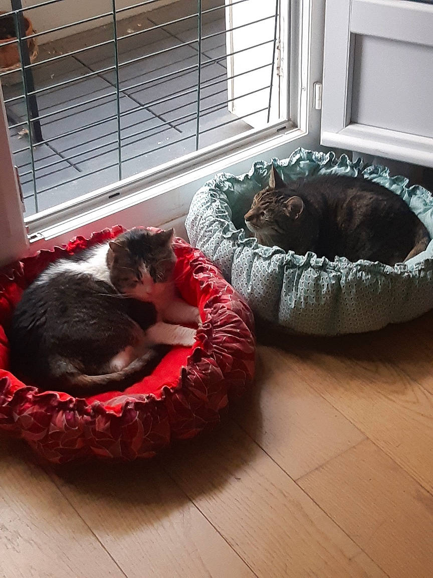 Tigrou a rejoint le concours — aidez-le/la à gagner de superbes lots ! bean_bag, carmine, carnivore, comfort, companion_dog, couch, dog_breed, felidae, flooring, fur, hardwood, home, interior_design, living_room, room, sporting_group, studio_couch, window, window_blind, wood