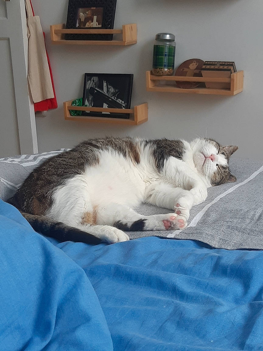 Rambo a rejoint le concours — aidez-le/la à gagner de superbes lots ! bed_sheet, bedding, carnivore, cat, comfort, domestic_short_haired_cat, duvet, felidae, flooring, fur, grey, hardwood, linens, paw, picture_frame, room, small_to_medium_sized_cats, tail, whiskers, wood