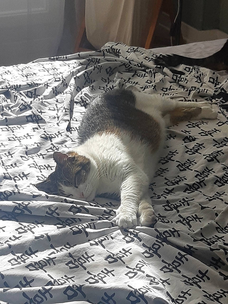 Rambo a rejoint le concours — aidez-le/la à gagner de superbes lots ! bedding, black, carnivore, cat, comfort, domestic_short_haired_cat, felidae, floor, flooring, fur, grey, linens, paw, room, small_to_medium_sized_cats, snout, tail, textile, whiskers, wood