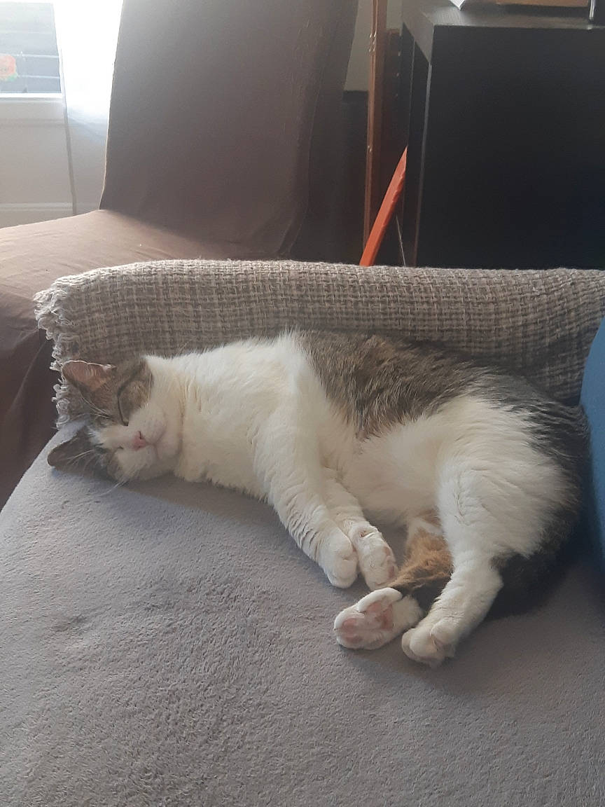 Rambo a rejoint le concours — aidez-le/la à gagner de superbes lots ! carnivore, cat, claw, comfort, companion_dog, couch, domestic_short_haired_cat, felidae, flooring, fur, hardwood, linens, nap, paw, small_to_medium_sized_cats, snout, tail, whiskers, window, wood