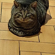 Cookie participe au concours pour gagner de l'argent avec cette photo : cat, tabby, loaf, pet, animal, feline, striped, fur, ears, whiskers, floor, tiles, indoor, resting, cute, domestic, mammal, portrait, looking_at_camera, sitting