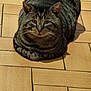 cat, tabby, loaf, pet, animal, feline, striped, fur, ears, whiskers, floor, tiles, indoor, resting, cute, domestic, mammal, portrait, looking_at_camera, sitting
