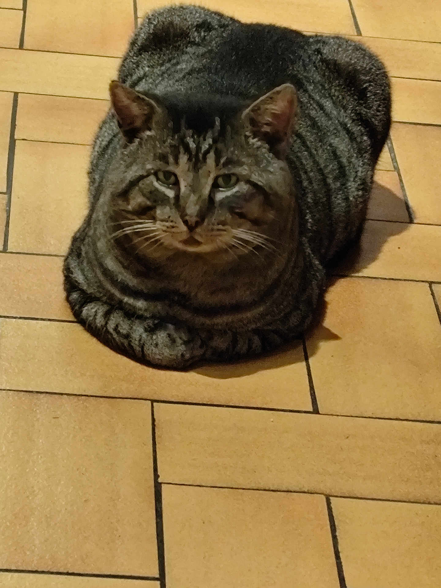 Cookie participe au concours pour gagner de l'argent avec cette photo : cat, tabby, loaf, pet, animal, feline, striped, fur, ears, whiskers, floor, tiles, indoor, resting, cute, domestic, mammal, portrait, looking_at_camera, sitting