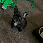 Cartwright joined the competition — help win amazing prizes! puppy, french_bulldog, dog, wooden_floor, toy, green_toy, training_pad, food_bowl, pet, indoor, cute, small_dog, black_dog, white_patch, animal, pet_accessory, flooring, playful, looking_up, young_dog