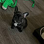 puppy, french_bulldog, dog, wooden_floor, toy, green_toy, training_pad, food_bowl, pet, indoor, cute, small_dog, black_dog, white_patch, animal, pet_accessory, flooring, playful, looking_up, young_dog