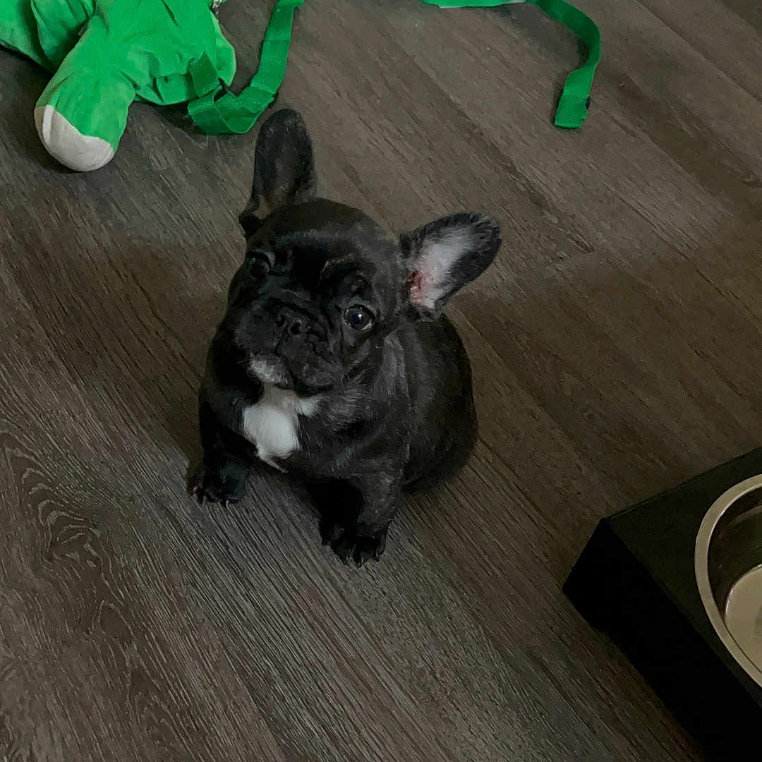 Cartwright joined the competition — help win amazing prizes! animal, black_dog, cute, dog, flooring, food_bowl, french_bulldog, green_toy, indoor, looking_up, pet, pet_accessory, playful, puppy, small_dog, toy, training_pad, white_patch, wooden_floor, young_dog