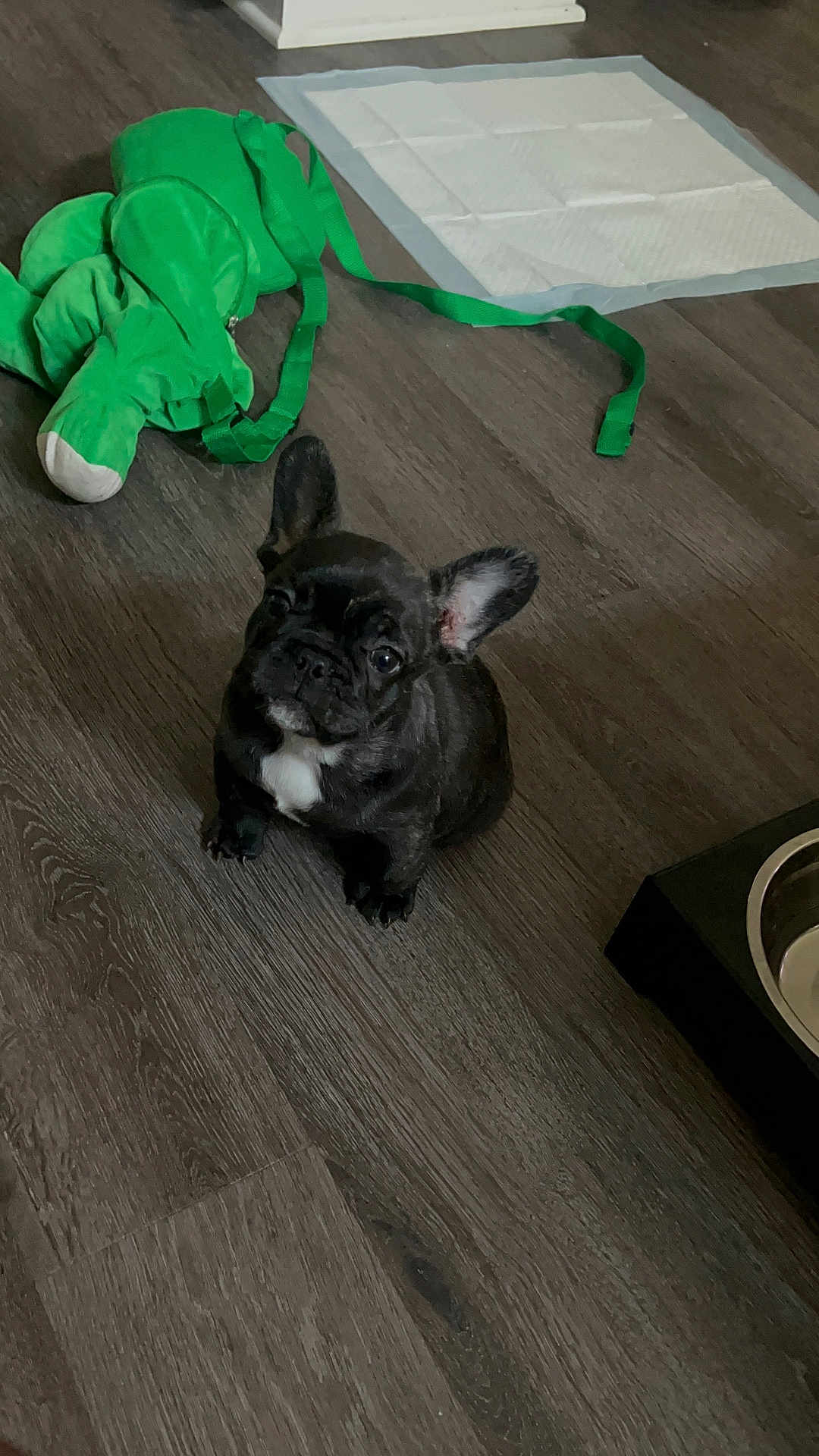 Cartwright joined the competition — help win amazing prizes! puppy, french_bulldog, dog, wooden_floor, toy, green_toy, training_pad, food_bowl, pet, indoor, cute, small_dog, black_dog, white_patch, animal, pet_accessory, flooring, playful, looking_up, young_dog