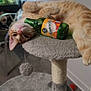 Paramètre participe au concours pour gagner de l'argent avec cette photo : cat, orange_tabby, cat_tree, bottle, indoor, fish_tank, relaxed, upside_down, pet, feline, toy, soft_lighting, home, furniture, playful, animal, cozy, gray, cute, domestic_cat