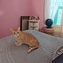 cat, orange_tabby, bed, blanket, pink_wall, butterfly_decor, window, fan, drawer_unit, home_interior, curious, pet, furniture, room, indoor, person_arm, shoes, light, cozy, relaxed