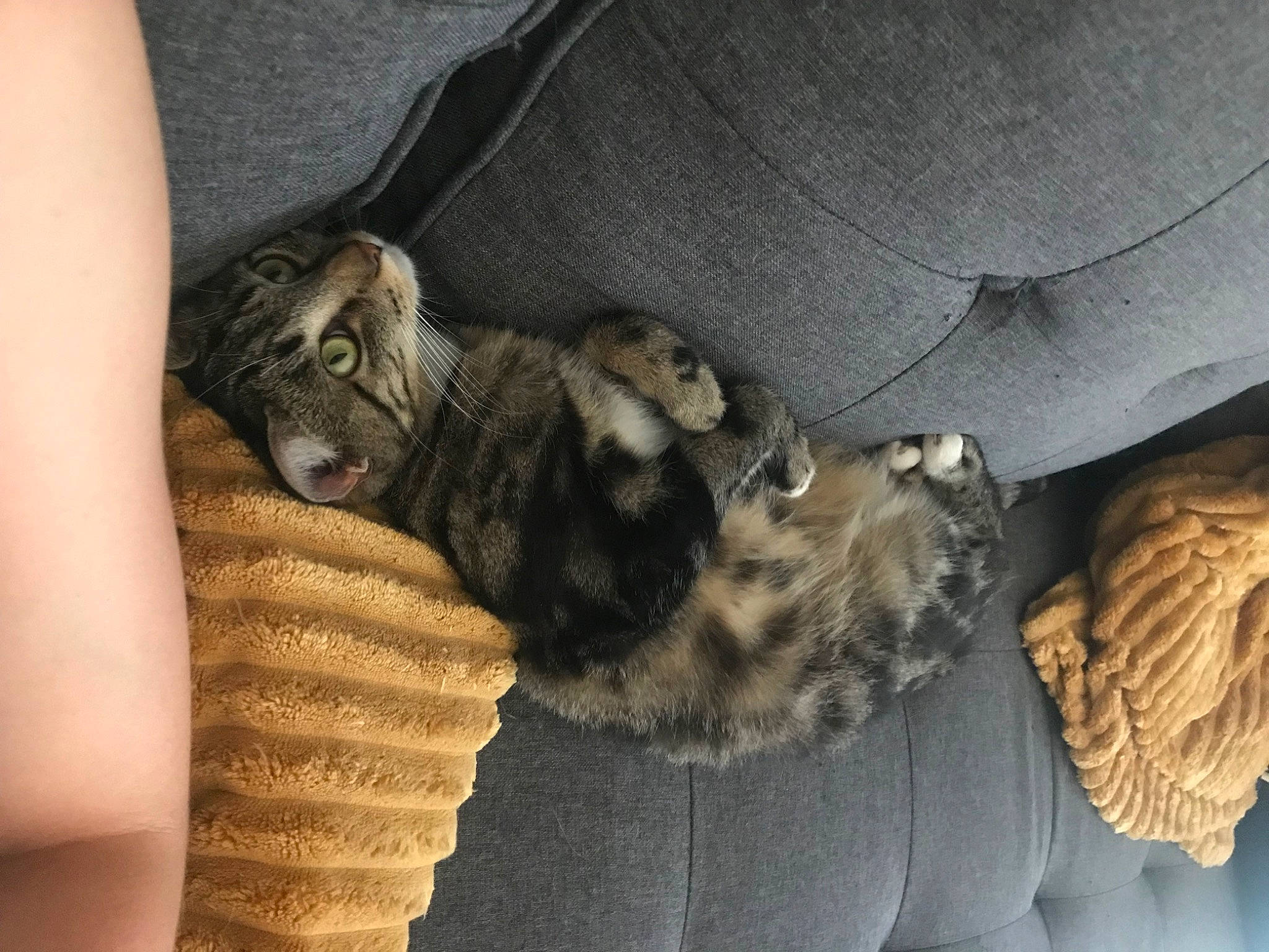 Bonnie a rejoint le concours — aidez-le/la à gagner de superbes lots ! canidae, cat, claw, comfort, domestic_short_haired_cat, felidae, fur, mammal, nap, paw, small_to_medium_sized_cats, tail, terrestrial_animal, vertebrate, whiskers