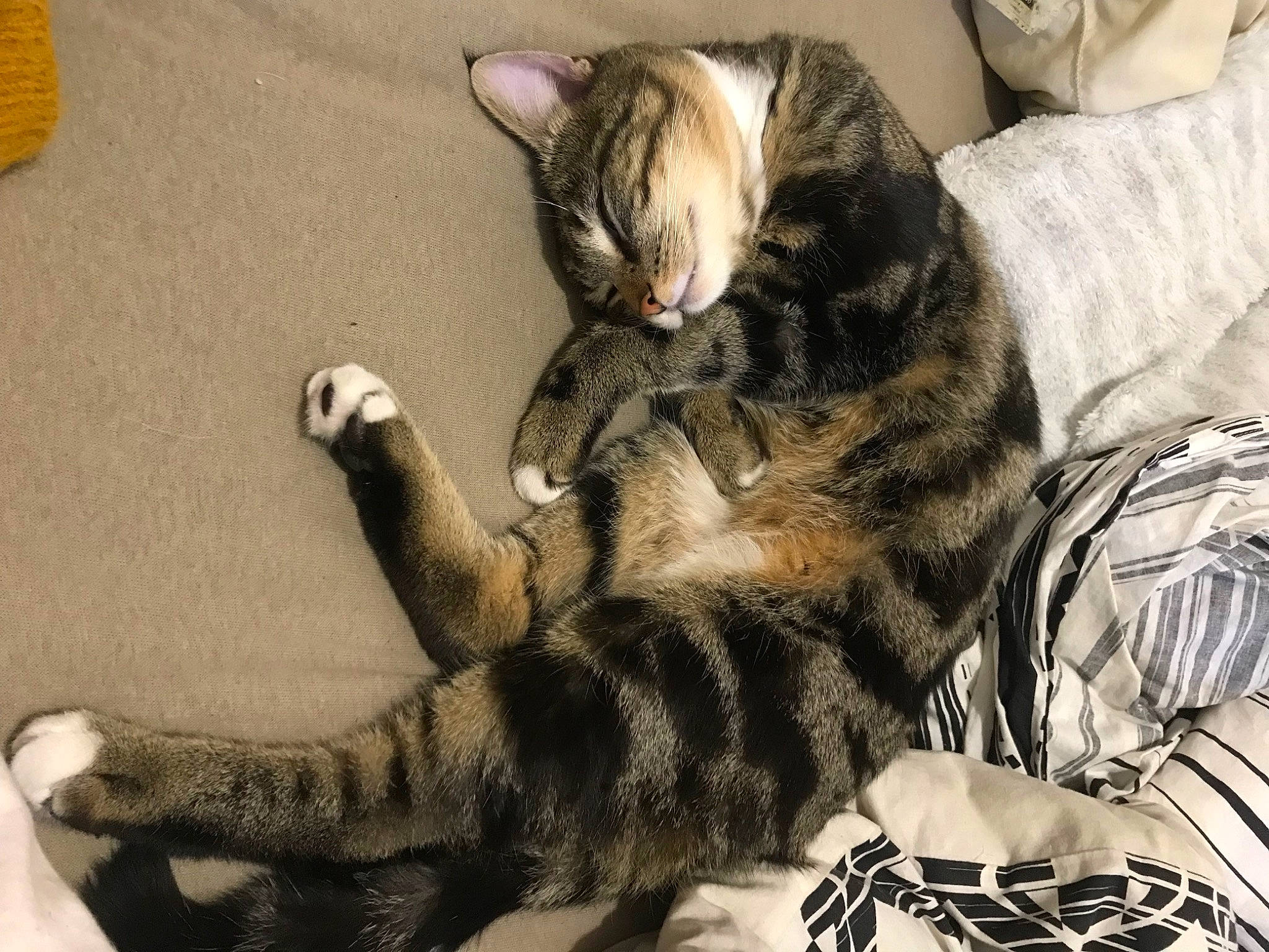 Bonnie participe au concours pour gagner de l'argent avec cette photo : bed, carnivore, cat, claw, comfort, domestic_short_haired_cat, felidae, foot, fur, gesture, grey, lap, nap, paw, sitting, small_to_medium_sized_cats, tail, whiskers