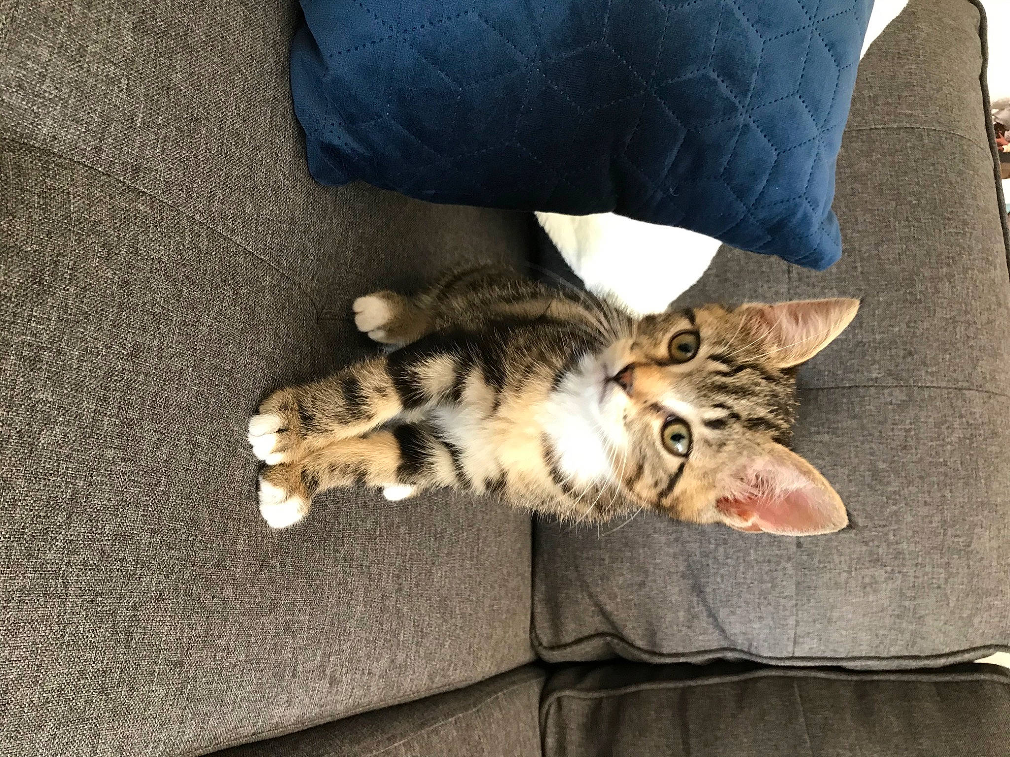 Bonnie participe au concours pour gagner de l'argent avec cette photo : carnivore, cat, claw, comfort, couch, domestic_short_haired_cat, fawn, felidae, foot, fur, human_leg, nap, paw, pillow, small_to_medium_sized_cats, snout, tail, throw_pillow, whiskers