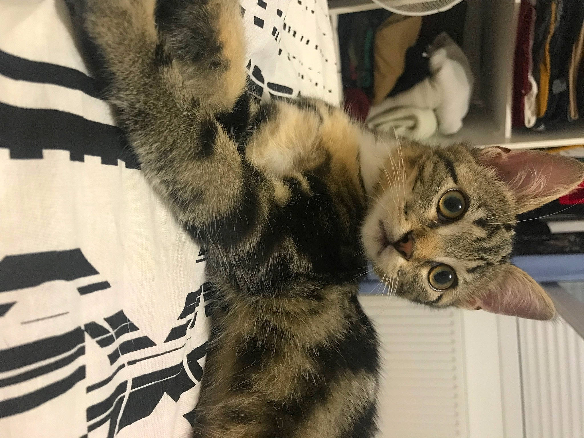 Bonnie participe au concours pour gagner de l'argent avec cette photo : carnivore, cat, claw, comfort, domestic_short_haired_cat, felidae, foot, fur, gesture, paw, small_to_medium_sized_cats, tail, whiskers