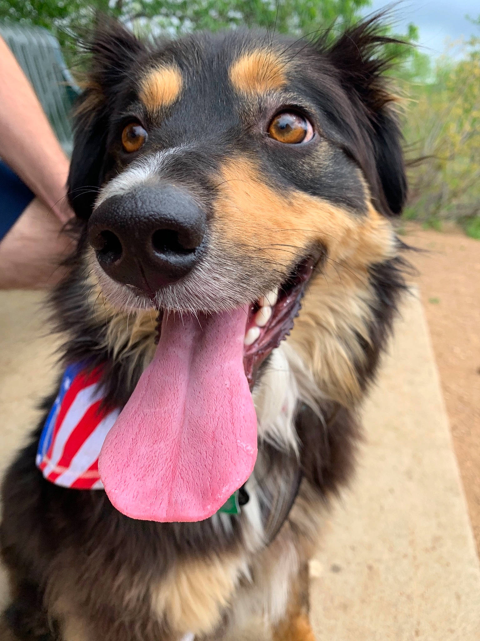 Aspen joined the competition — help win amazing prizes! australian_collie, australian_shepherd, basque_shepherd_dog, border_collie, canidae, carnivore, companion_dog, dog, dog_breed, english_shepherd, herding_dog, mammal, miniature_australian_shepherd, nose, rare_breed_dog, snout, sporting_group, vertebrate, welsh_sheepdog, working_dog