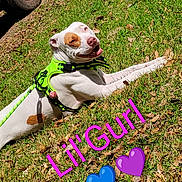 Lil'Gurl joined the competition — help win amazing prizes! dog, white_dog, brown_patch, harness, neon_green, grass, sunlight, smiling_dog, outdoor, leaf_litter, car_tire, pet, canine, playful, resting, summer, animal, happy, text_overlay, heart_emoji