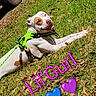 dog, white_dog, brown_patch, harness, neon_green, grass, sunlight, smiling_dog, outdoor, leaf_litter, car_tire, pet, canine, playful, resting, summer, animal, happy, text_overlay, heart_emoji
