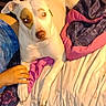Lil'Gurl joined the competition — help win amazing prizes! dog, white_dog, brown_patch, bed, blanket, hand, paw, indoor, resting, pet, animal, comfort, cozy, colorful_blanket, human_hand, close_up, fur, domestic_animal, relaxation, companionship