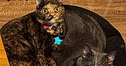 Trinket is registered to the contest to win money with this photo: animal, cat, cat_bed, collar, cozy, curled_up, domestic_cat, feline, gray_cat, indoor, looking_at_camera, pet_bed, pets, shadow, tortoiseshell_cat, two_cats, vertical_blinds, whiskers, wooden_floor, yellow_eyes
