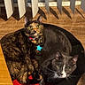 animal, cat, cat_bed, collar, cozy, curled_up, domestic_cat, feline, gray_cat, indoor, looking_at_camera, pet_bed, pets, shadow, tortoiseshell_cat, two_cats, vertical_blinds, whiskers, wooden_floor, yellow_eyes