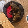 Trinket joined the competition — help win amazing prizes! black, brown, cardboard_box, cat, collar, cozy, domestic, feline, flooring, home, indoor, pet_bed, quiet, red, relaxing, resting, sleeping, toy, vertical_blinds, wooden_floor