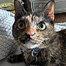 Trinket is registered to the contest to win money with this photo: animal, bed, blanket, cat, close_up, collar, curious, cute, domestic_animal, dresser, fur, furniture, indoor, mammal, pet, pet_tag, resting, tortoiseshell_cat, whiskers, wide_eyes