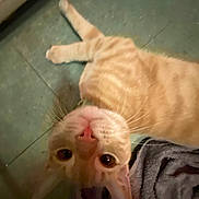 Pluto is registered to the contest to win money with this photo: cat, orange_tabby, pet, floor, whiskers, ears, eyes, nose, fur, animal, indoor, curious, lying_down, close_up, pink_nose, domestic_cat, feline, texture, fabric