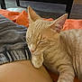 Pluto joined the competition — help win amazing prizes! cat, tabby_cat, sleeping, paw, orange, blanket, person, skin, napping, indoor, relaxation, cozy, fur, ear, whiskers, comfort, rest, animal, domestic_cat, closeup