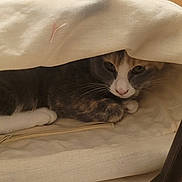 Athena participe au concours pour gagner de l'argent avec cette photo : cat, animal, pet, indoor, cozy, fabric, cushion, resting, fur, whiskers, paws, zipper, curious, hiding, soft, brown, white, closeup, relaxed, domestic